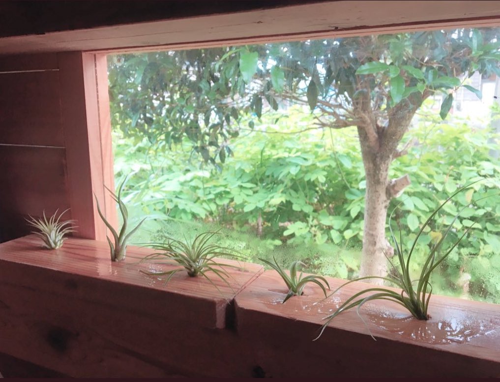 エアープランツ